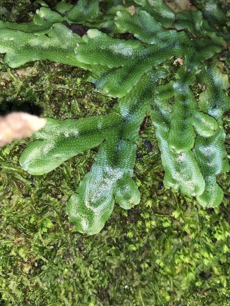 Conocephalum conicum photo 3