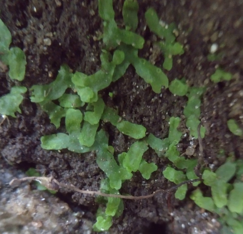 Conocephalum conicum photo 4