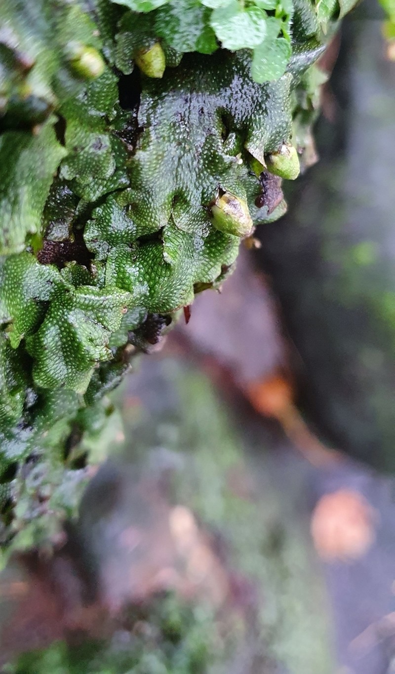 Conocephalum conicum photo 8