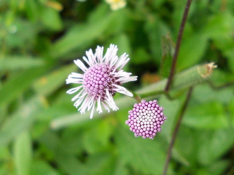 Conocliniopsis grossedentata