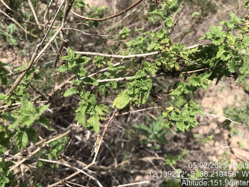 Conocliniopsis grossedentata photo 2