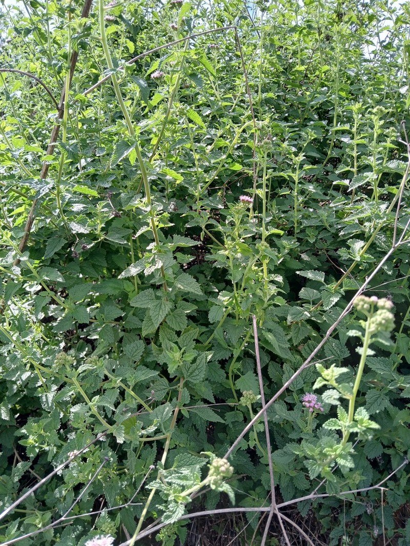 Conocliniopsis grossedentata photo 3