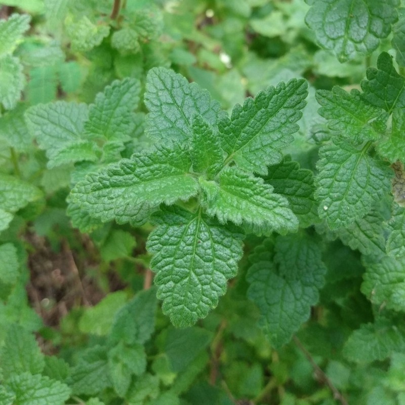Conocliniopsis grossedentata photo 4