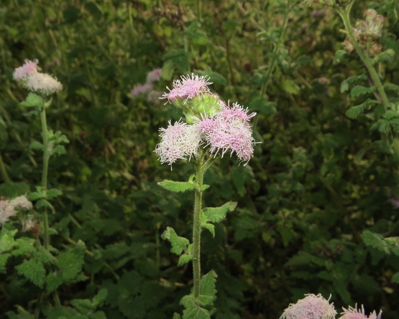 Conocliniopsis grossedentata photo 5
