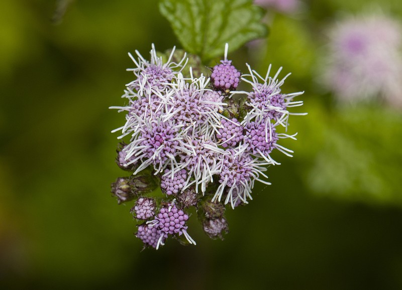 Conocliniopsis grossedentata photo 8
