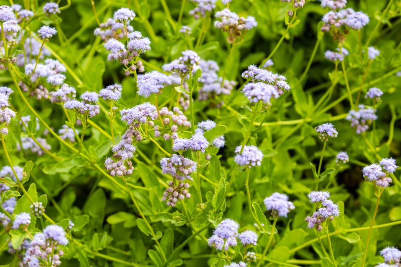 Betonyleaf Thoroughwort