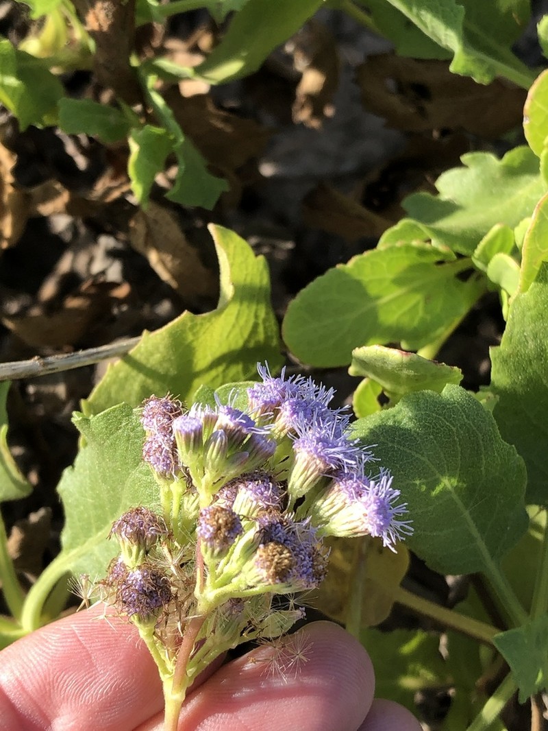 Betonyleaf Thoroughwort