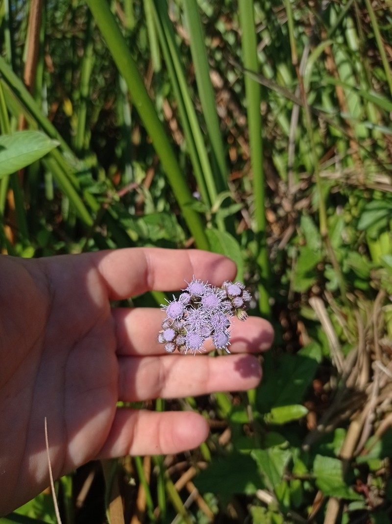 Betonyleaf Thoroughwort photo 2