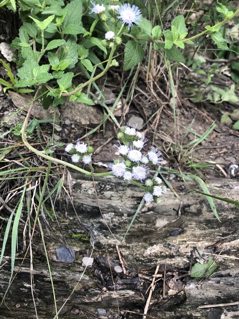 Betonyleaf Thoroughwort photo 3