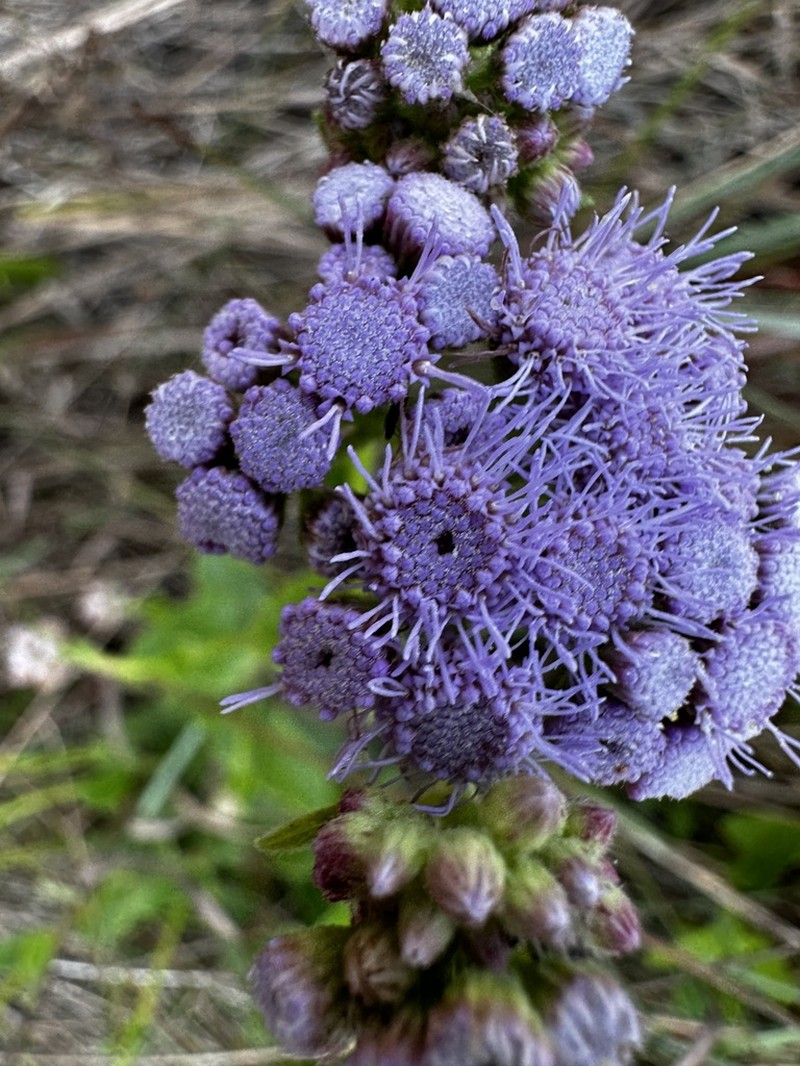 Betonyleaf Thoroughwort photo 4