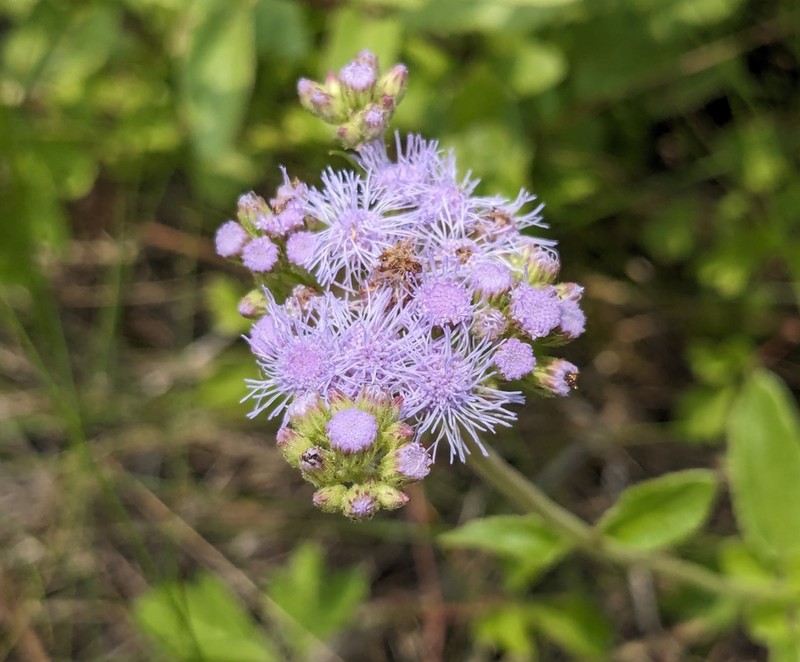 Betonyleaf Thoroughwort photo 5