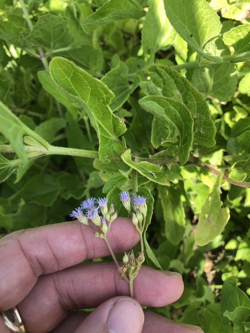 Betonyleaf Thoroughwort photo 6