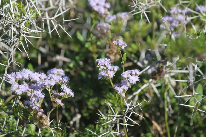 Betonyleaf Thoroughwort photo 7