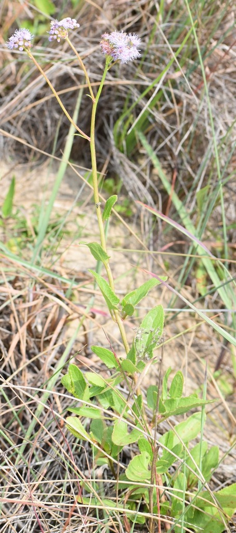 Betonyleaf Thoroughwort photo 8