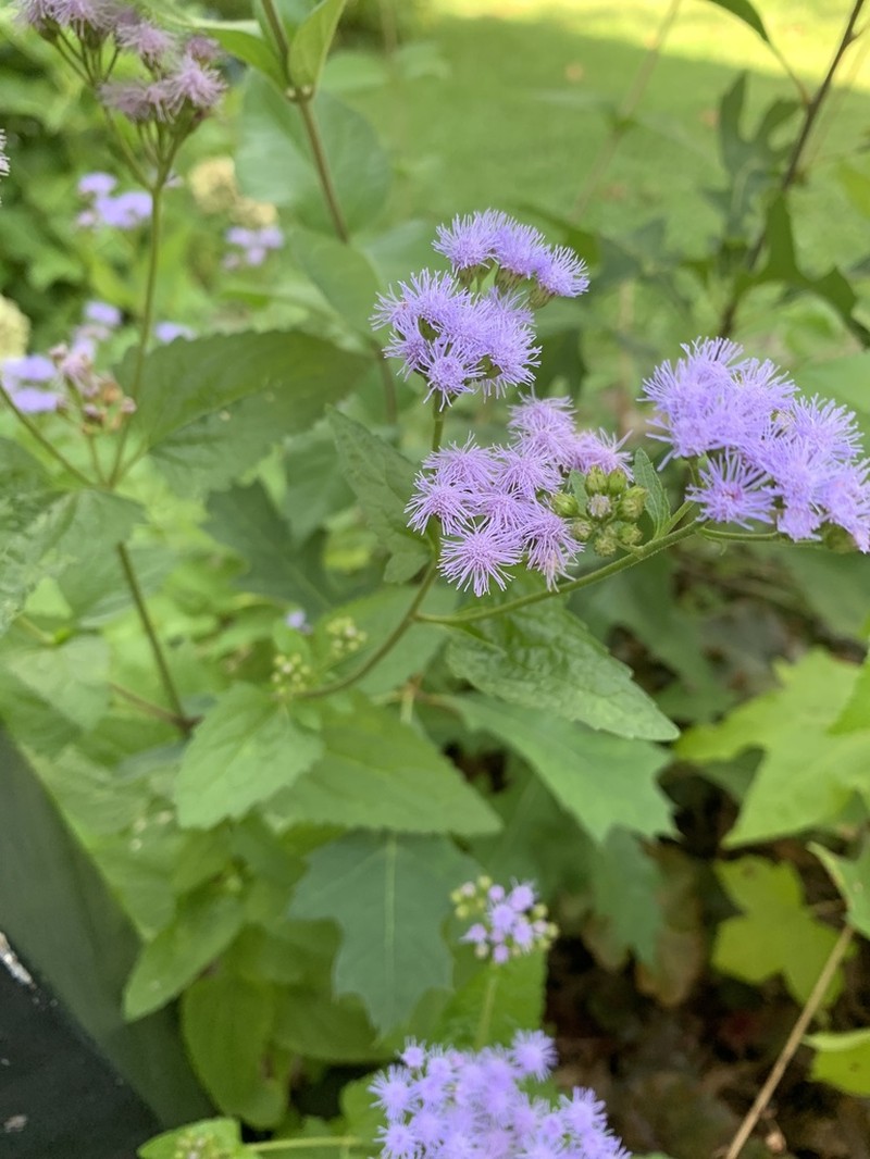 Blue Mistflower