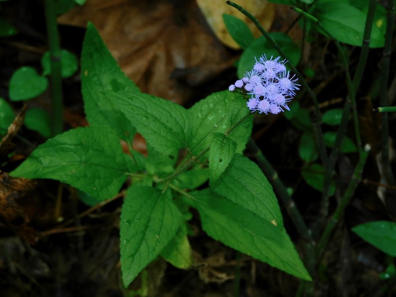 Blue Mistflower photo 2