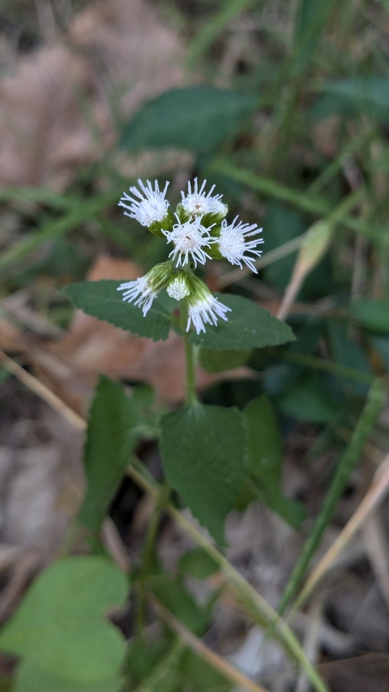 Blue Mistflower photo 3