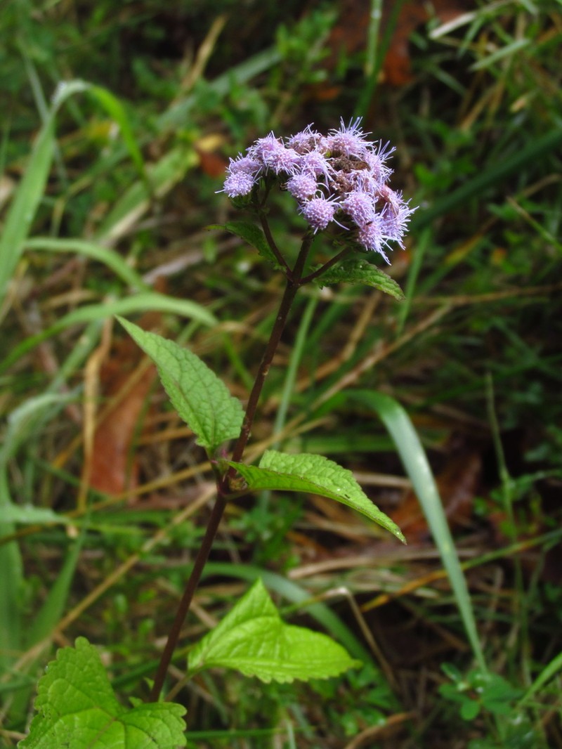 Blue Mistflower photo 4