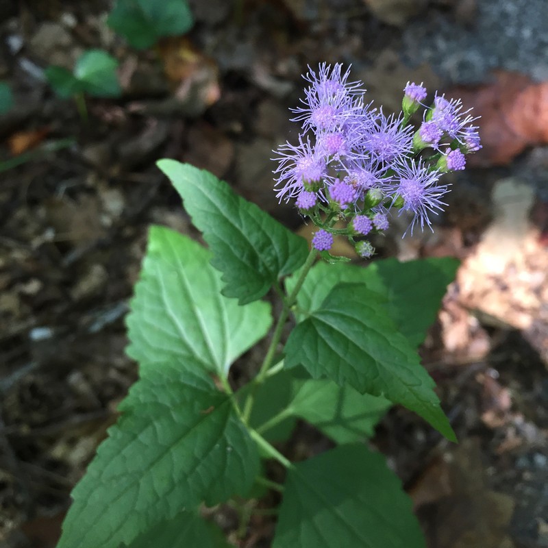 Blue Mistflower photo 5