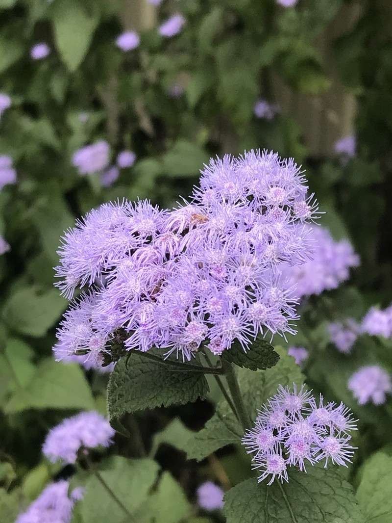 Blue Mistflower photo 6