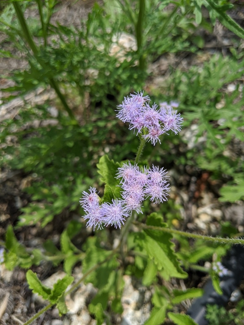 Blue Mistflower photo 7