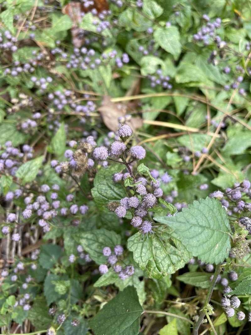 Blue Mistflower photo 8