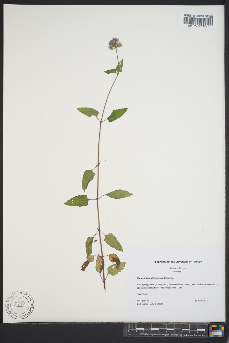Conoclinium dichotomum