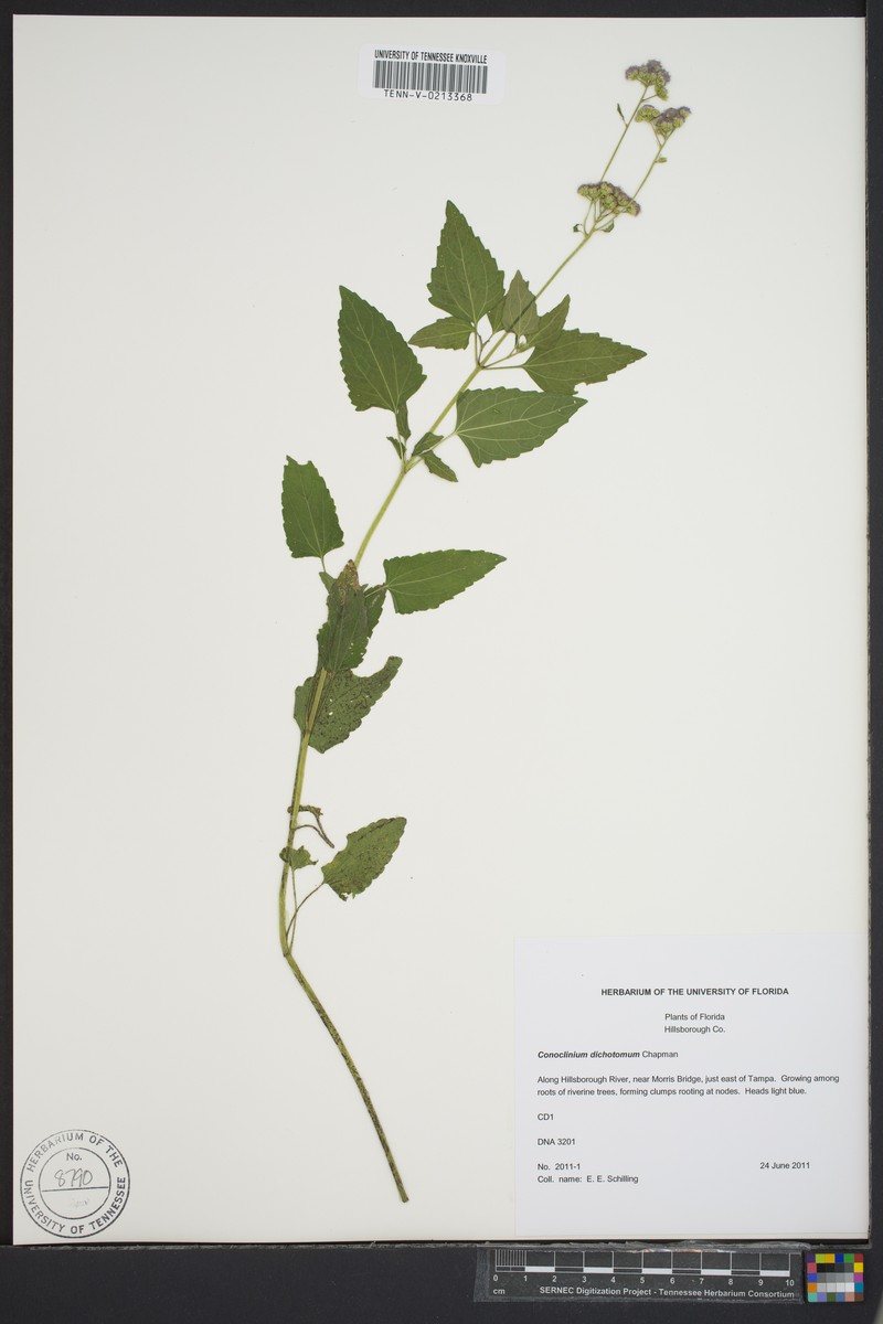 Conoclinium dichotomum photo 2