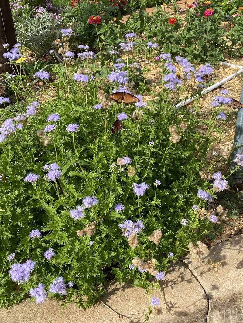 Palmleaf Thoroughwort
