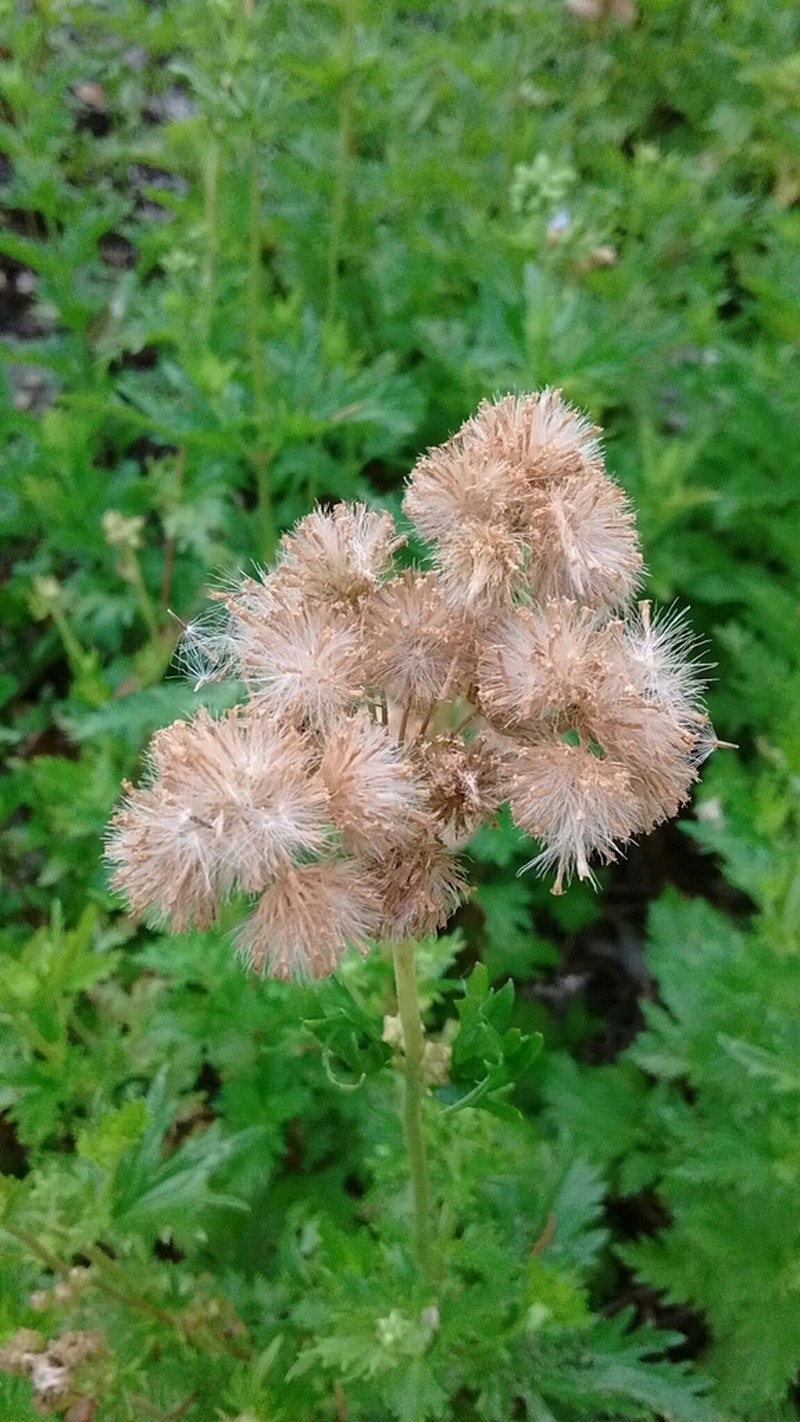 Palmleaf Thoroughwort photo 2