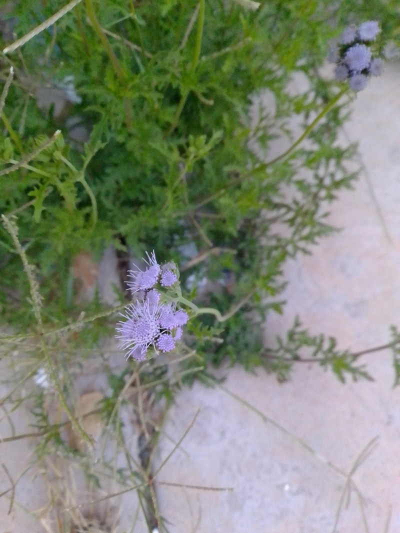 Palmleaf Thoroughwort photo 4