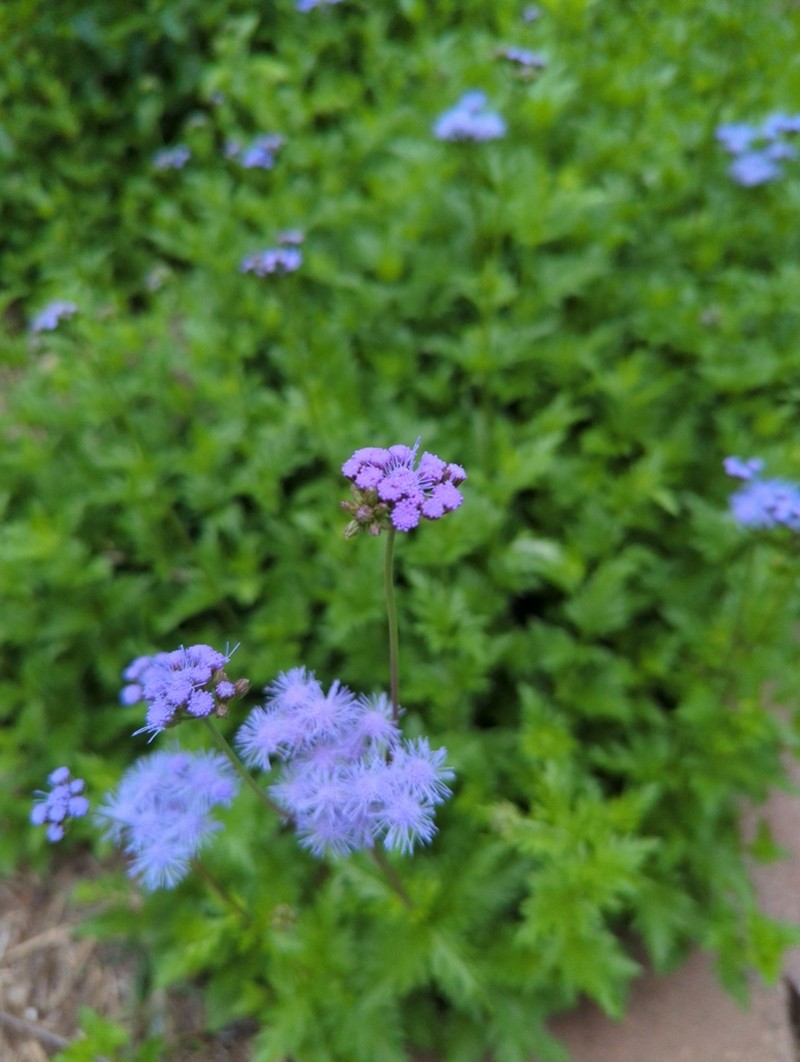 Palmleaf Thoroughwort photo 5