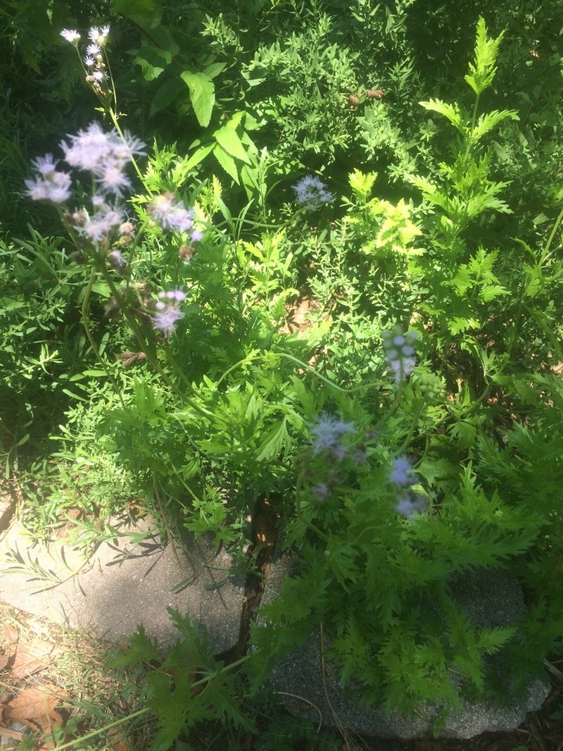 Palmleaf Thoroughwort photo 6