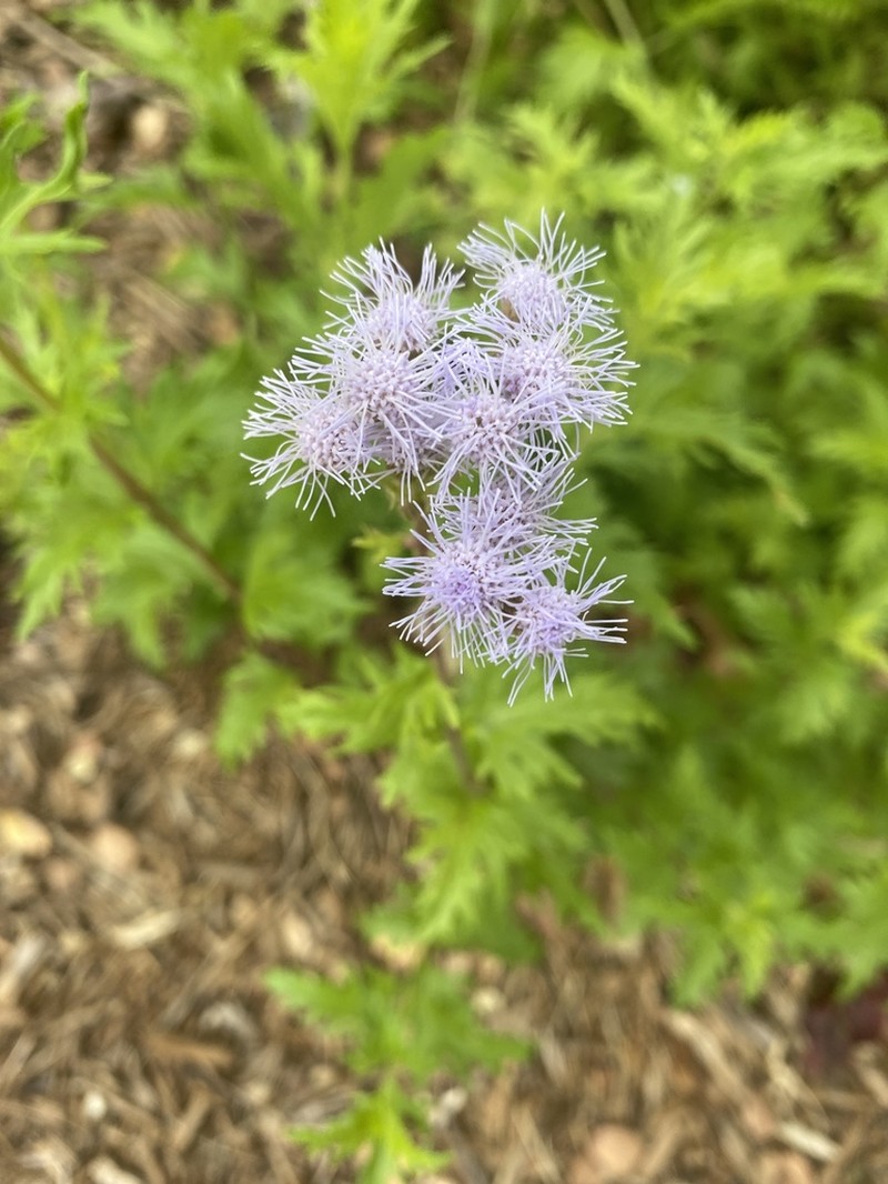 Palmleaf Thoroughwort photo 8