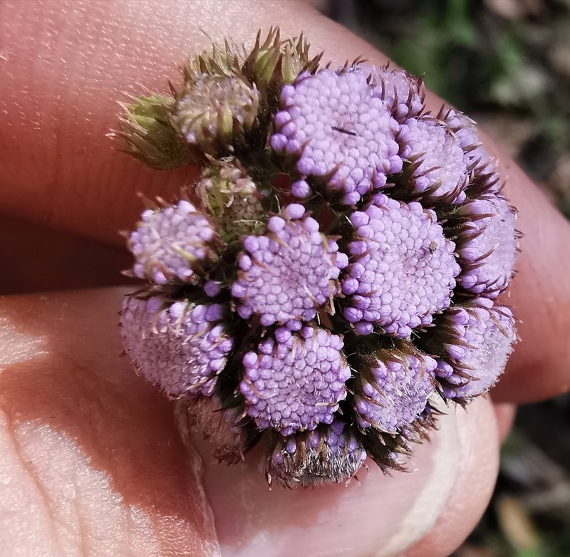 Conoclinium gonzaleziae