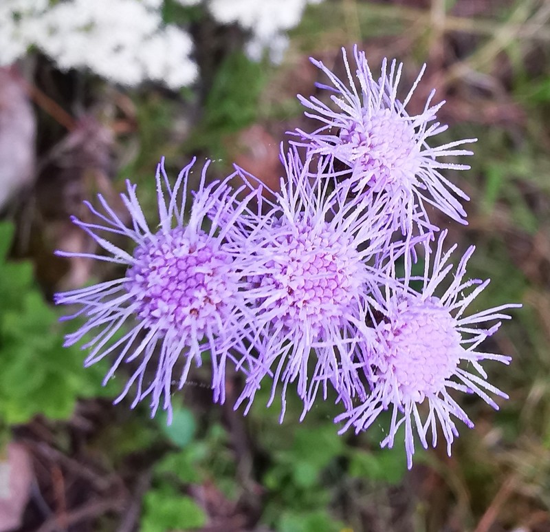 Conoclinium gonzaleziae photo 2