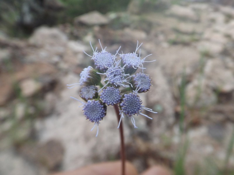 Conoclinium gonzaleziae photo 3
