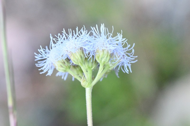 Conoclinium gonzaleziae photo 4