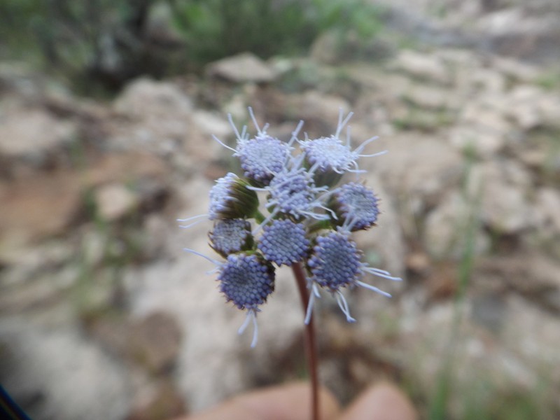 Conoclinium gonzaleziae photo 5