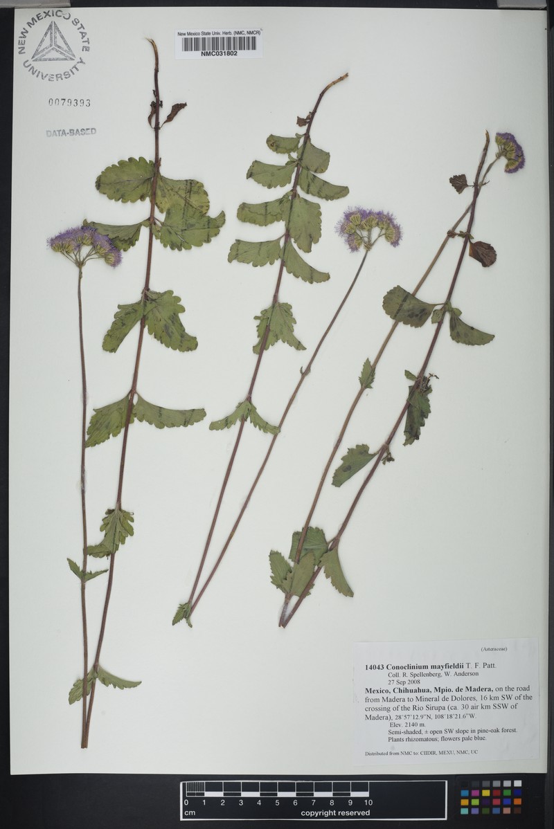 Conoclinium mayfieldii