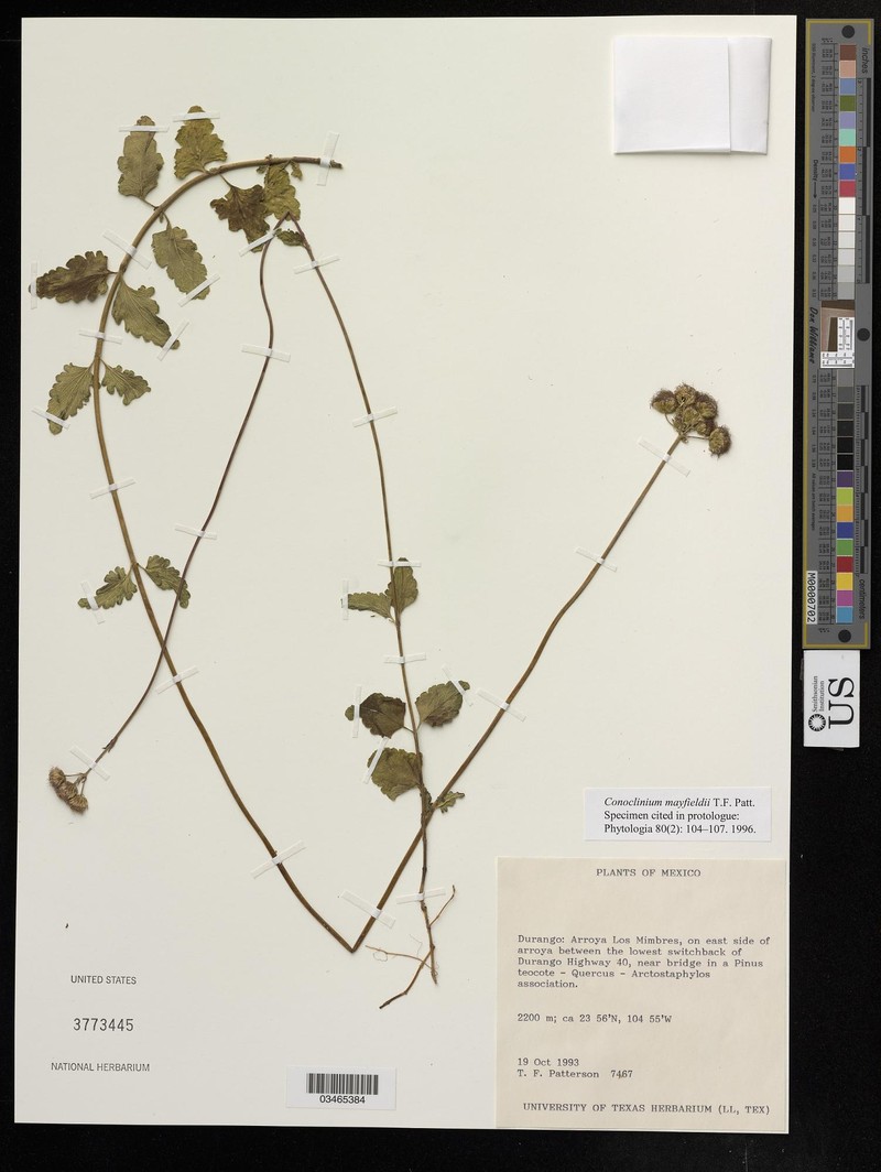 Conoclinium mayfieldii photo 2