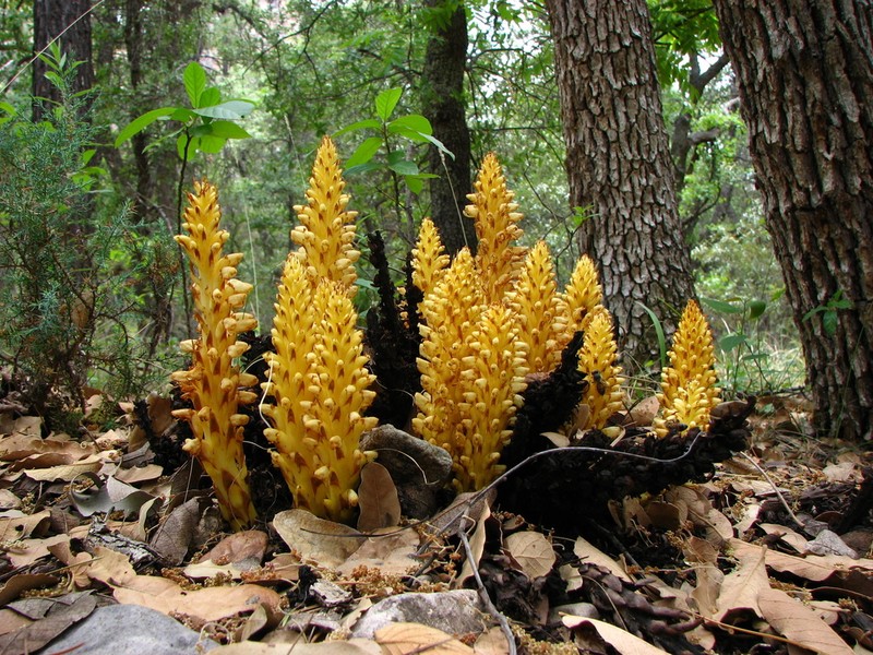 Alpine Cancer-Root