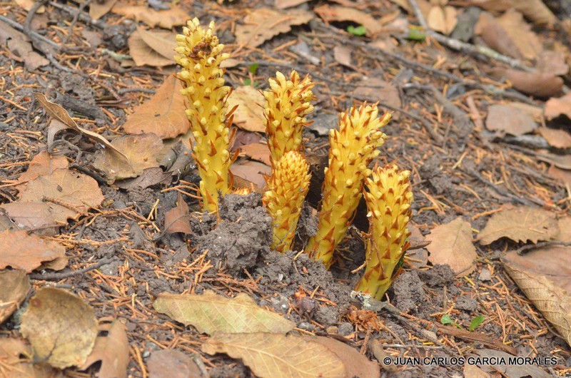 Alpine Cancer-Root photo 2