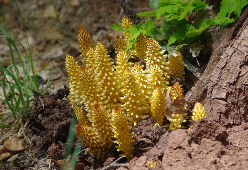 Alpine Cancer-Root photo 3