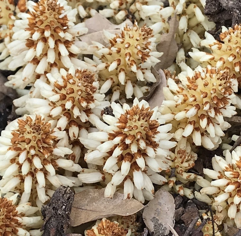 Alpine Cancer-Root photo 4