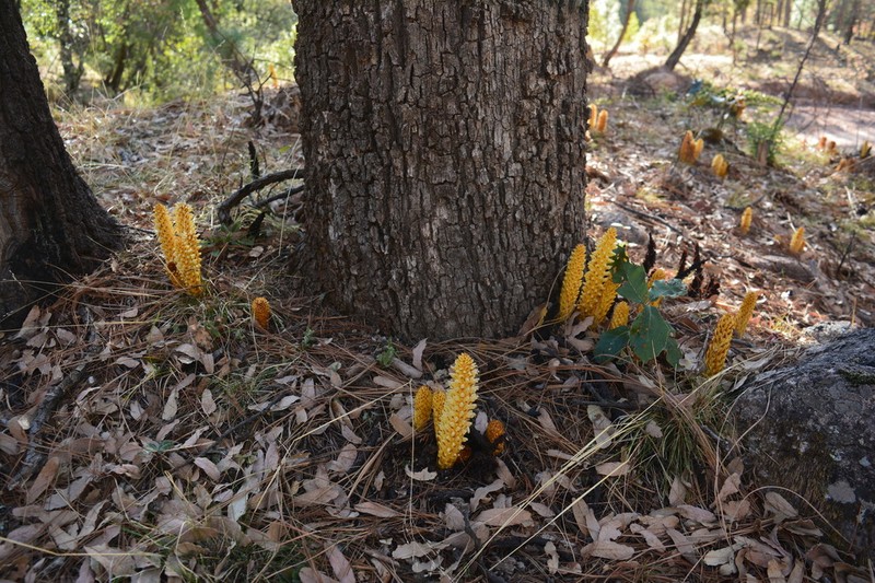 Alpine Cancer-Root photo 5