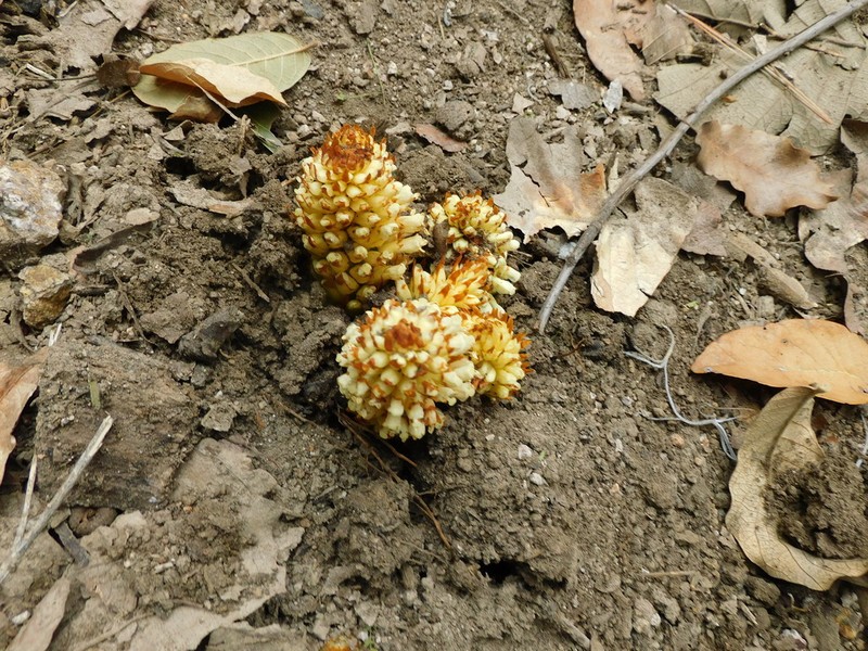 Alpine Cancer-Root photo 6