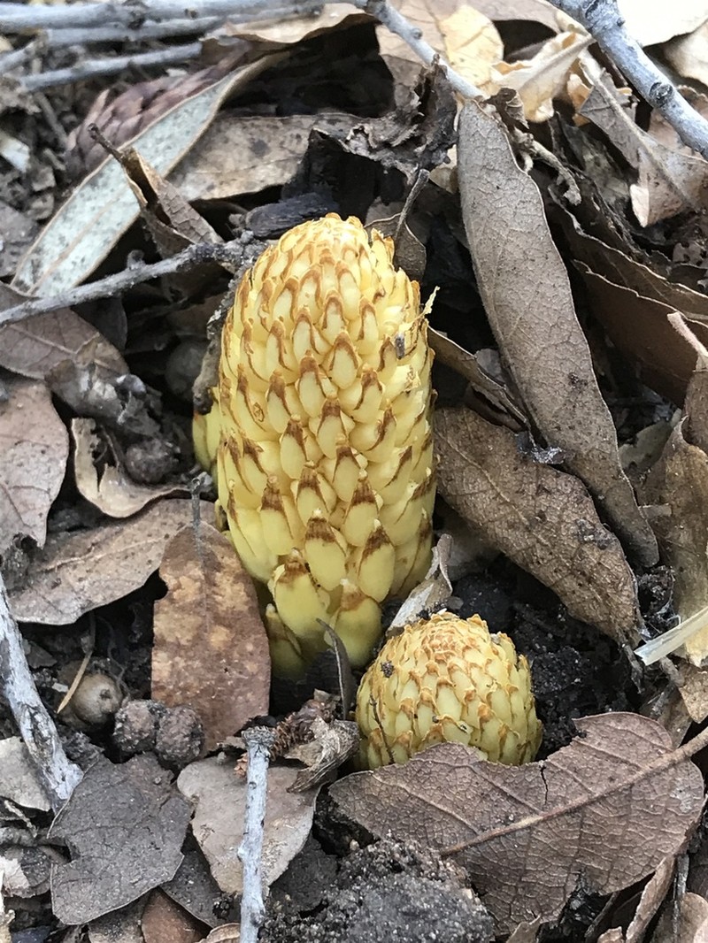 Alpine Cancer-Root photo 7