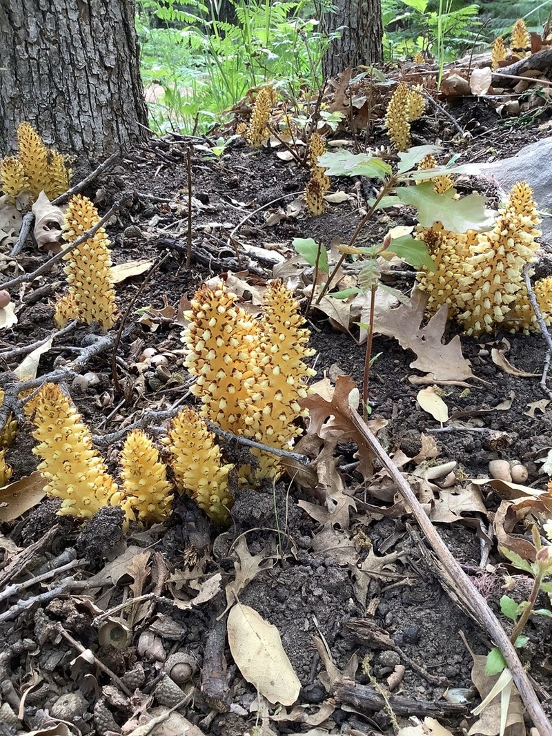 Alpine Cancer-Root photo 8