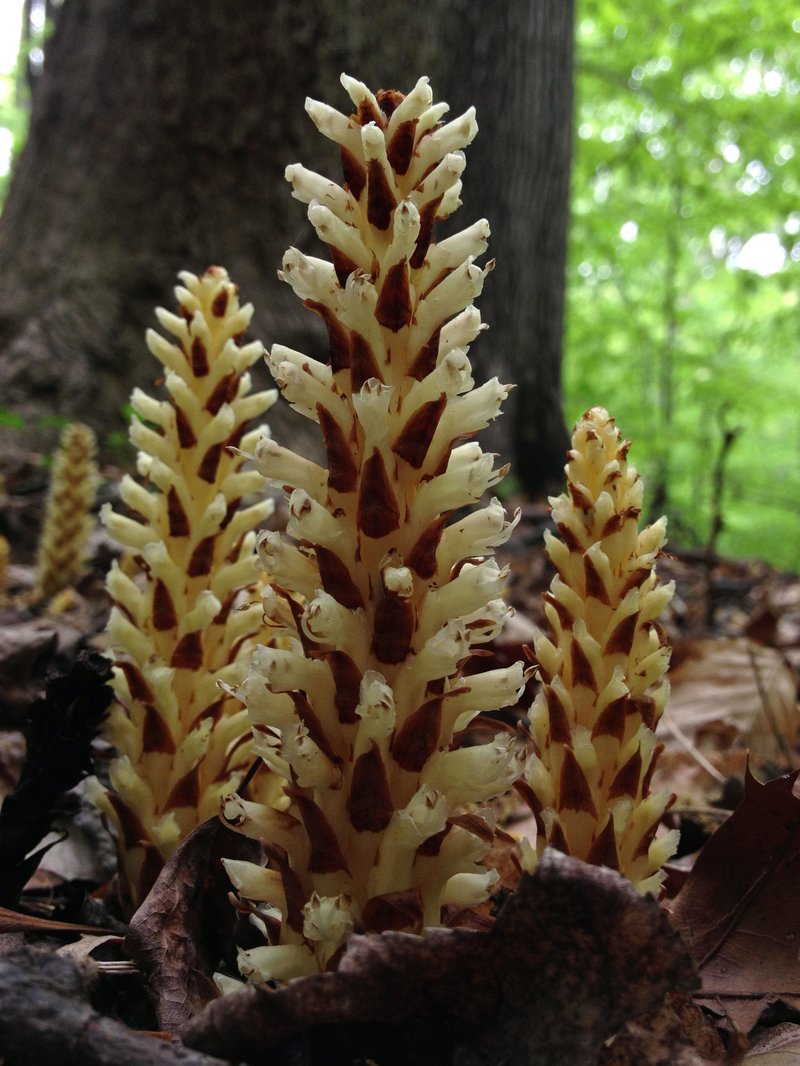 American Cancer-Root